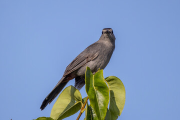 The gray catbird (Dumetella carolinensis) on the fence