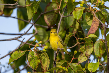 The yellow warbler (Setophaga petechia). Yellow warblers, in particular the young, devour many pest insects during the breeding season.