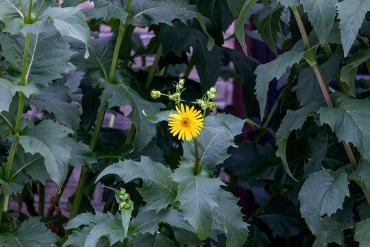 The cup plant (Silphium perfoliatum). native to eastern and central North America. Cupplant is one of the best wildflowers for attracting birds - offering food, water and cover.