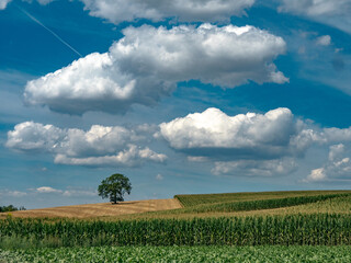 Maisfeld im Sommer