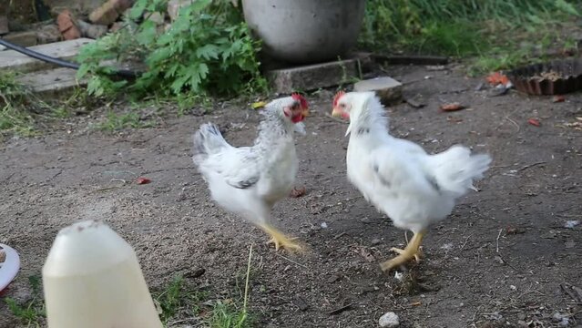 Two young white roosters fighting in the yard
