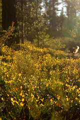 Obraz premium Cranberries leaves meadow in forest on sunset