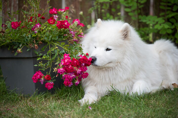 White Samoyed puppy sits on the green grass with flowers. Dog in nature, a walk in the park