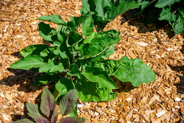 Purple eggplant growing in a kitchen garden, healthy summer vegetable
