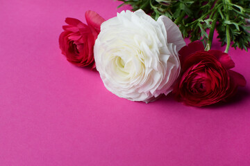 Beautiful bouquet of ranunculus flowers in red and white on a pink background. Flowers and buds. Buttercup flowers. Copy space for text