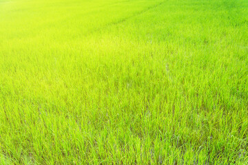 Naklejka na ściany i meble Beautiful golden green paddy rice seeds field Ear of rice