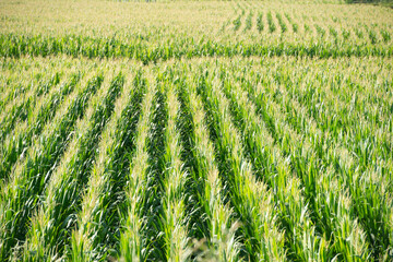 Field cultivated with maize