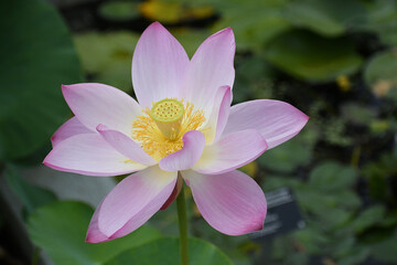 Closeup of a pink Lotus flower with a green background