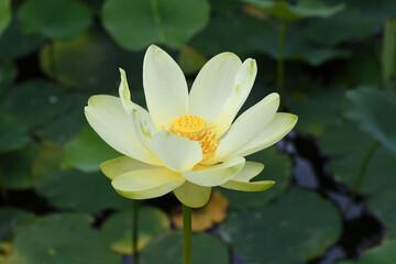 Closeup of a yellow Lotus flower with a green background