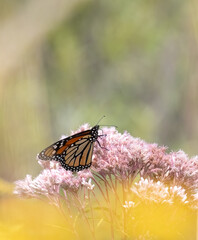A Monarch Butterfly on Spotted Joe-pye Weed with a green background