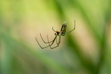 macro spider on a web