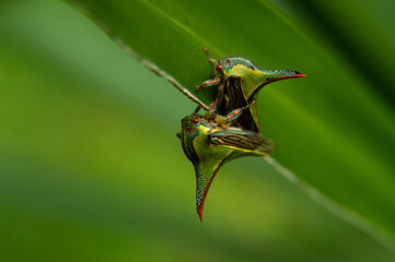 macro insect umbonia spinosa