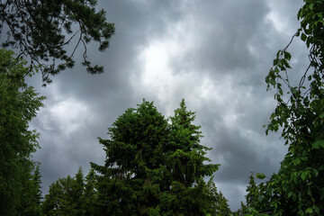 Stormy sky over the forest. Clouds and treetops. The weather is deteriorating. Bad weather.