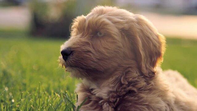 Cute labradoodle puppy looks around while seated on grass lawn, slow motion