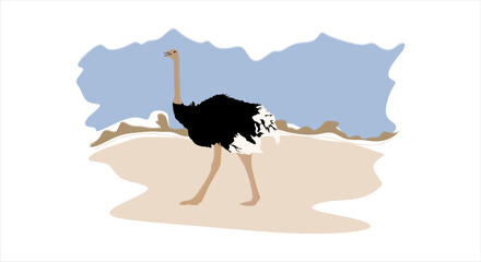 Ostrich vector illustration. African ostrich. Large flightless and long-legged fast running bird in flat style - obrazy, fototapety, plakaty