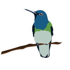 hummingbird bird vector. The smallest bird in the world art illustration. Hummingbird logo symbol isolated on white background