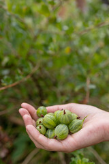 Naklejka na ściany i meble harvest fruits and vegetables in the garden or on the farm. a woman's hand holds a green gooseberry. grow vegetables and fruits in your garden and enjoy healthy and delicious food. eco-friendly food