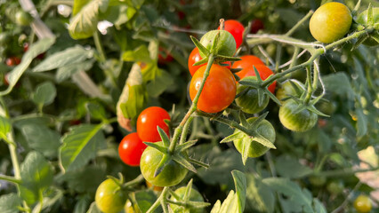 ripe small round tomatoes in the garden