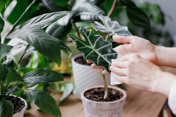 woman waters flowers and takes care of green plants at home. A European woman entrepreneur in a flower shop. selective focus, small business florist or biologist. humidifying the air and taking care