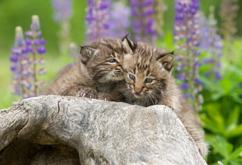 Bobcat Kitten Whispering into Littermate's ear