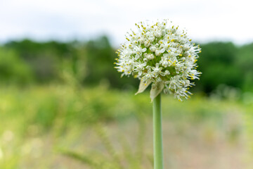 Garlic flower. Plant and grow at home. Garlic seeds. Rural natural background with place for writing. Copy space