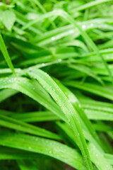 Background of green grass on a sunny day. High quality photo