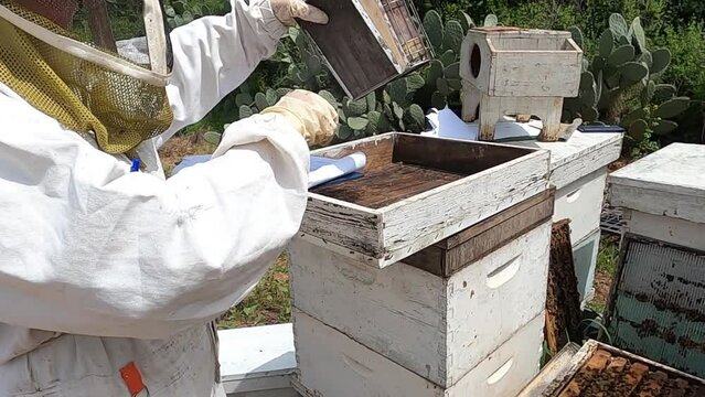 A beekeeper smokes beehives to keep bees calm
Close shot from North Israel, 2022
