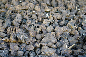 Anemone corms in bulk for planting