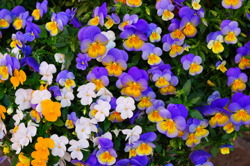 Colorful pansy violet flowers in spring