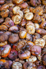 Gladiolus bulbs in bulk for planting
