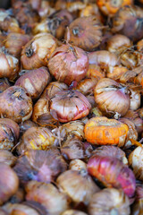 Gladiolus bulbs in bulk for planting