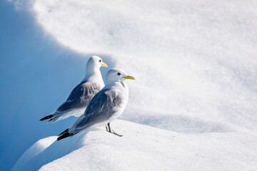 Pair of Kittywakes perched on iceberg - close up