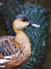 Stylish glamorous Wandering Whistling Duck with impeccable plumage.