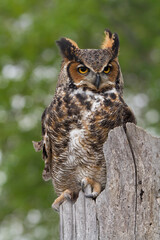 Great Horned Owl Perched
