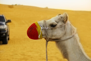 Head of camel in knitted orange muzzle on the desert bacground