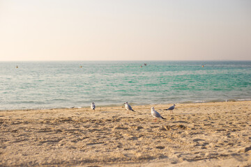 Fototapeta na wymiar Seagulls at beach in Dubai. Flock of seagulls on the beach