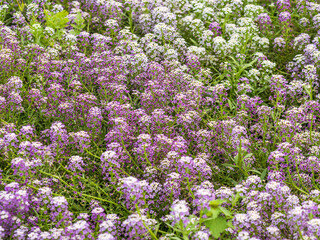 Dainty purple and white flowers of Lobularia maritima Alyssum maritimum, sweet alyssum or sweet...