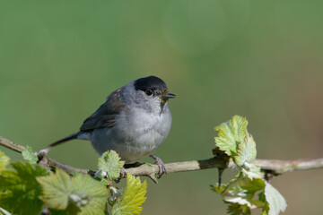 Eurasian Blackcap (Sylvia atricapilla) male bird perched closeup on grapevine