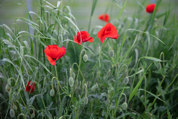 Obraz premium Poppy flower poppies in the field blooming red flowers natural light