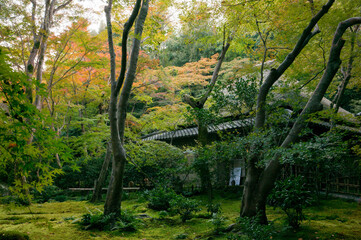 Fototapeta premium 京都 晩夏の祇王寺の美しい新緑