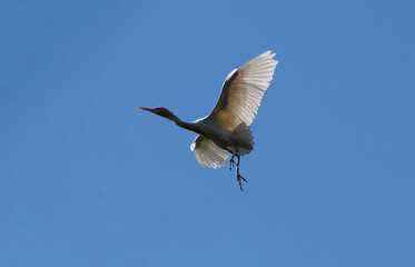 Cattle Egret (Bubulcus ibis)