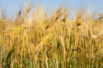 Ear of ripe golden wheat close-up, rural wheat field