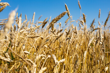Tight ear of rye, ripe rye field against a blue sky, horizontal photography