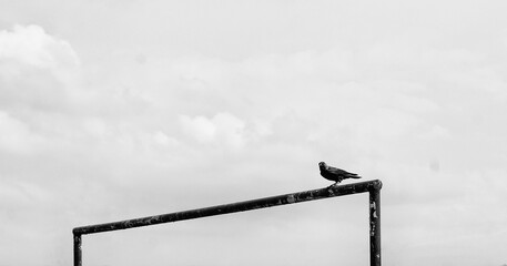 A crow standing alone on the pole. 