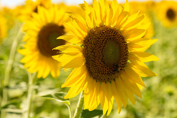Obraz premium sunflower fields , yellow background 