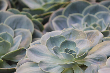 Clusters of crowded evergreen echeveria elegans Mexican rose plants thrive together in the southwestern desert garden
