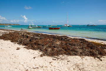 07.24.2022. Dominican Republic Bavaro Punta cana provinces La Altagracia. Seaweed on the beach. Algae sargassum. Caribbean ecological problem.