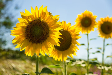 sunflower fields , yellow background 