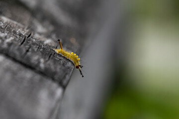 Yellow caterpillar on wood