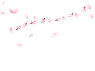 Pink sakura flower flying petals isolated on white vector background.